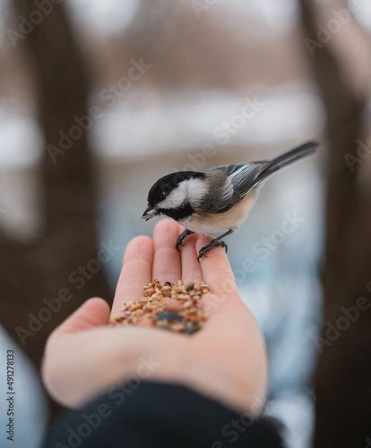 Feeding chickadees in Canadian winter