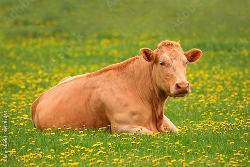 Lovely cow lying in the pasture with blooming dandelions - Limousin breed