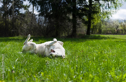 Zabawa psa na trawie w słoneczny dzień 