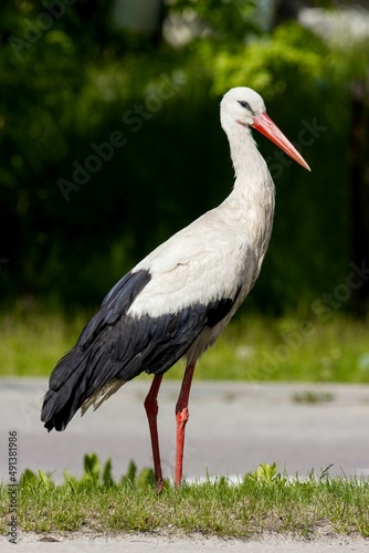 Bocian biały / White stork