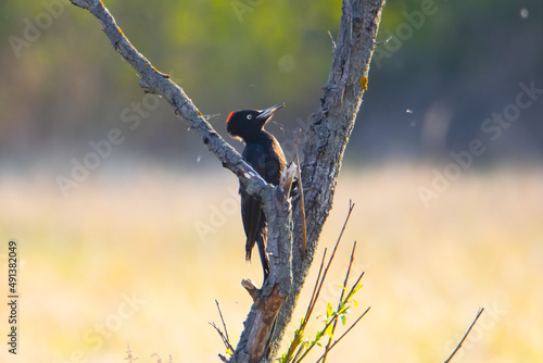 Dzięcioł czarny / Black woodpecker