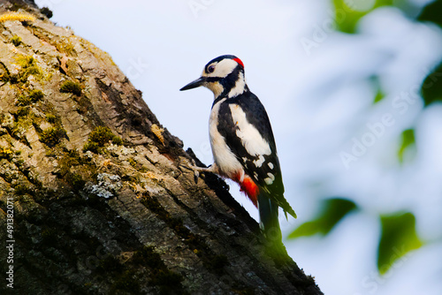 Dzięcioł duży / Great spotted woodpecker