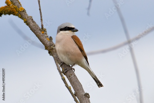 Gąsiorek / Red-backed shrike