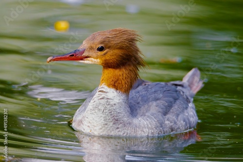 Nurogęś / Common merganser