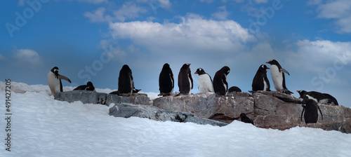 Gentoo penguzin rookeries, Damoy Point, near Port Lockroy, Palmer Archipelago, Antartctic Peninsula, Antarctica