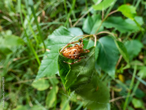Orange European garden spider, cross orb-weaver (Araneus diadematus) showing the white markings across the dorsal abdomen hanging in the web with foliage in background