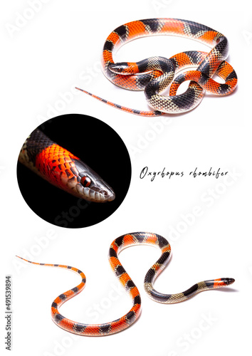 coral snake on white background