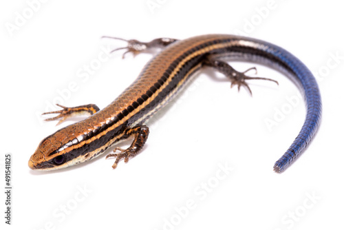 blue tail lizard on the white