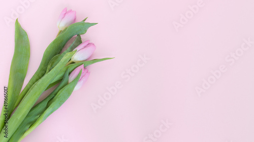 Trzy różowe tulipany na różowym tle 