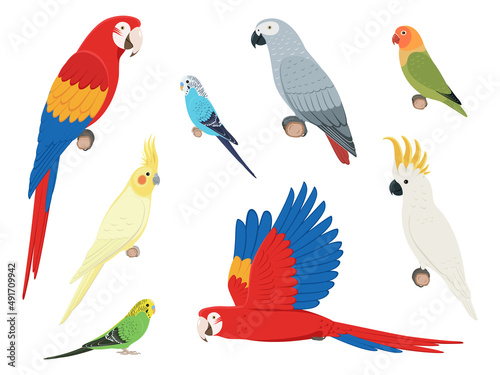 Set of different parrots
