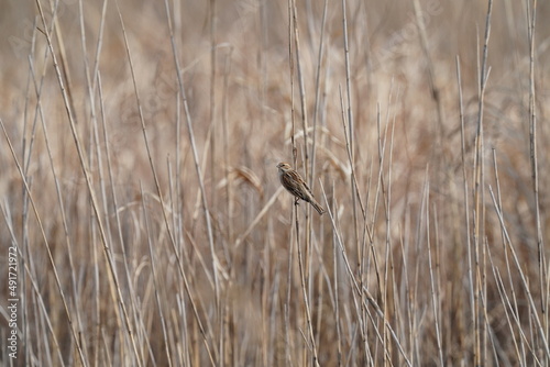 common reed bunting on the reed
