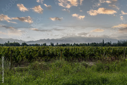 vineyard for wine in mendoza argentina with mountains in the background