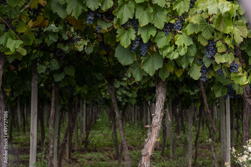 vineyard grape closeup for wine