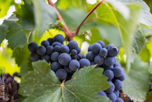 vineyard grape closeup for wine