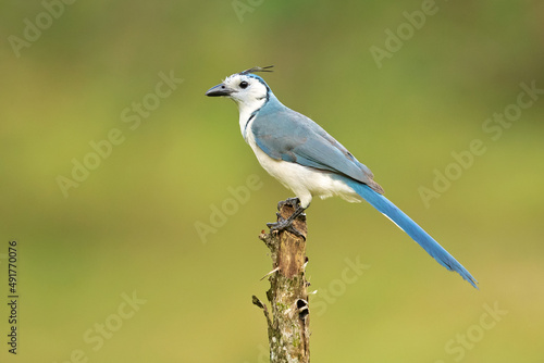 The white-throated magpie-jay (Calocitta formosa) is a large Central American species of magpie-jay. It ranges in Pacific-slope thorn forest from Jalisco, Mexico to Guanacaste, Costa Rica.