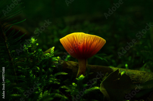 orange glowing mushroom