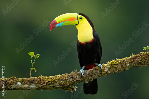 keel-billed toucan (Ramphastos sulfuratus), also known as sulfur-breasted toucan or rainbow-billed toucan, is a colorful Latin American member of the toucan family. It is the national bird of Belize