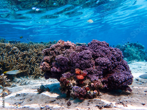 Coral Reef in French Polynesia