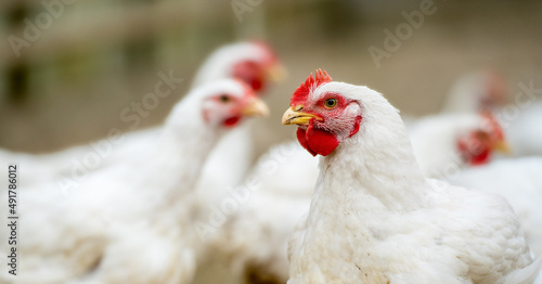 Group of white free range chicken, broilers farm.