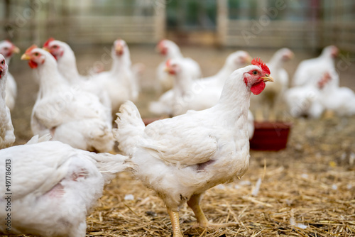 Group of white free range chicken, broilers farm.