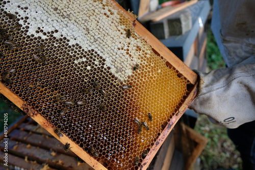 FU 2020-10-31 BienenHelmut 57 Auf dem Holzrahmen sind geöffnete und verschlossene Bienenwaben