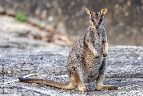 Rock Wallaby in Queensland Australia