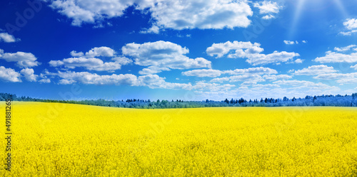 Yellow rapeseed field panorama with beautiful blue sky like the Ukrainian flag.
