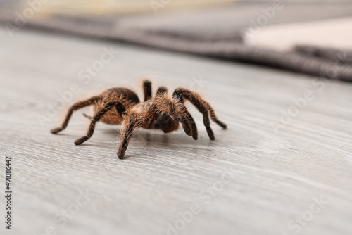 Scary tarantula spider on floor in room, closeup