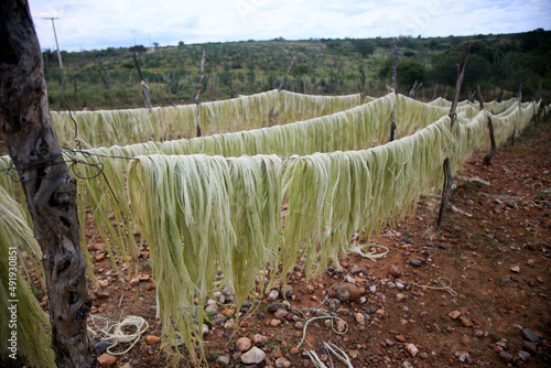 araci, bahia, brazil - march 9, 2022: drying fibers of sisal plant - agavaceae - for rope production in the city of Araci, semi-arid region of Bahia.