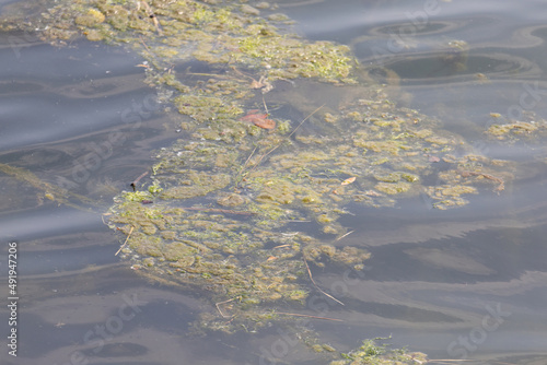 green algae and pond scum floating on waving water