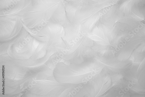 White Feathers Texture Background. Swan Feathers 