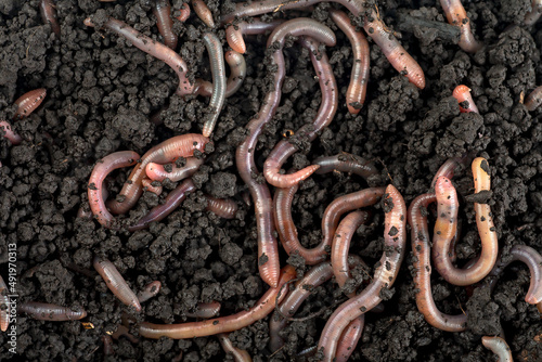 Group of earthworms in black soil as background, top view. Garden compost and worms.