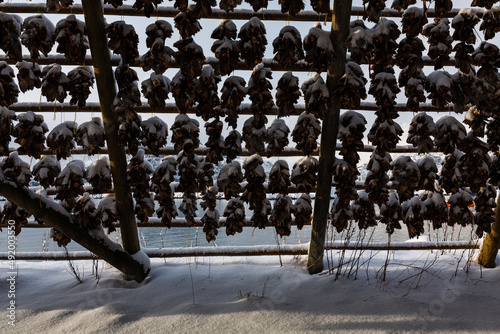 StockFish - konstrukcje do suszenia ryb, dorsze schną wisząc na wietrze i mrozie, suszona ryba jest przysmakiem na całym świecie, Lofoty w Norwegii