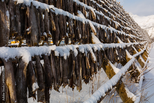 StockFish - konstrukcje do suszenia ryb, dorsze schną wisząc na wietrze i mrozie, suszona ryba jest przysmakiem na całym świecie, Lofoty w Norwegii