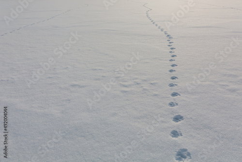 piękna linia śladów pozostawionych w wysokim śniegu przez dzikie zwierze, Lofoty w Norwegii