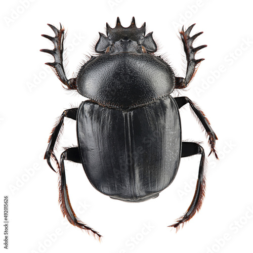 Beetle - sacred scarab (Scarabaeus sacer) isolated on white