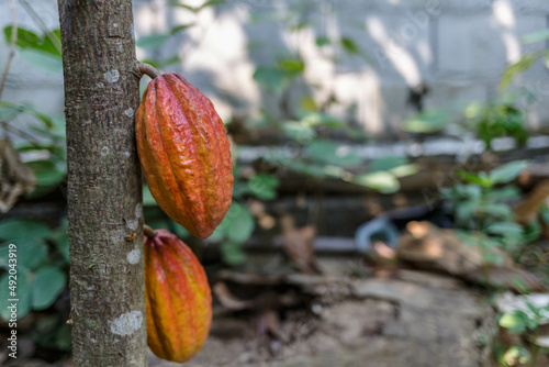 raw cocoa fruit on cocoa tree