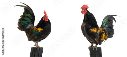 singing dwarf cockerel on a stump isolated on white background