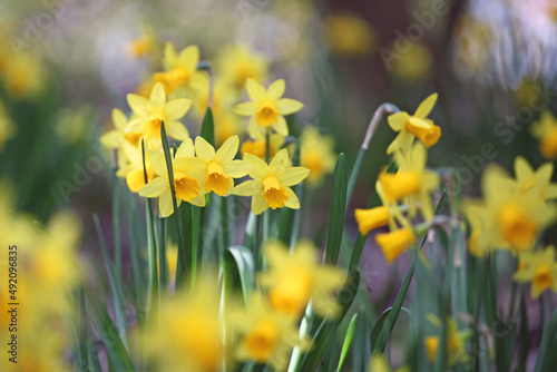 Pretty Narcissus jonquil in flower.