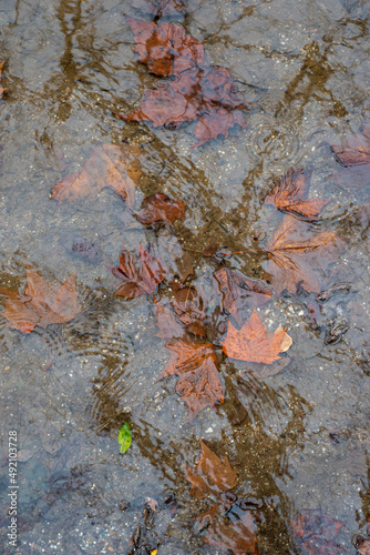 puddle with leaves