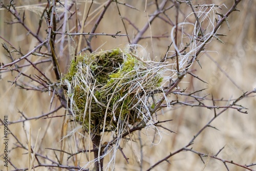 Empty bird nest in a blackthorn bush in early spring
