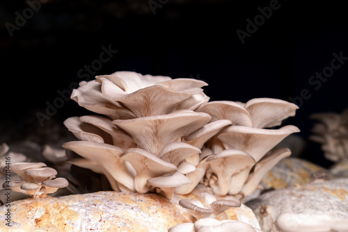 Oyster mushroom grown in the bag in the dark