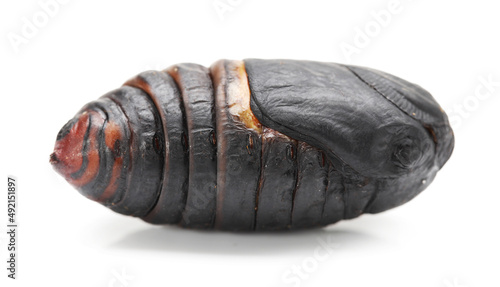 chrysalis silkworm ,silk worm cocoon on white background 