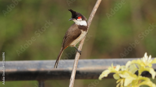 Red whiskered bulbul perched on a plant