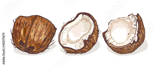 coconut colorful drawing coconut colorful drawing, contour, hand drawing, isolated tropical nut