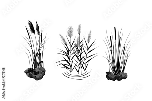 Sedge, stone,cane, bulrush, or grass on a white background.Vector illustration.Black silhouette of reeds.