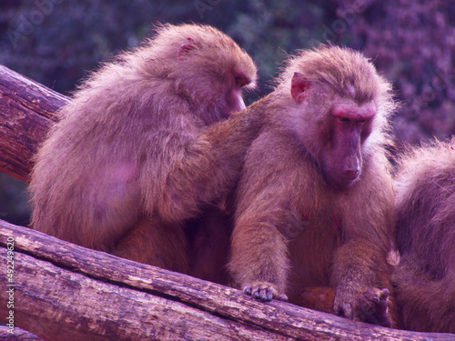 małpa koczkodan zwierzę dzika natura fauna człekokształtne