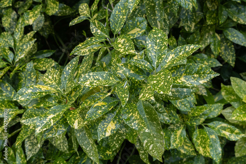 Aucuba japonica 'Crotonifolia', Aucuba du Japon panaché