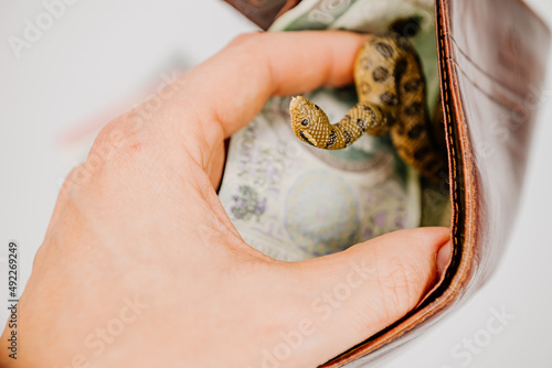 Wąż w portfelu
