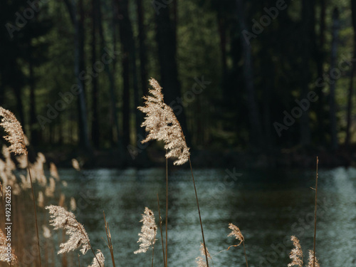 Przedwiośnie nad jeziorem. Słoneczny dzień. Suche, żółte kłosy wodnych traw kołyszą się na wietrze.